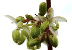  Male Flowers